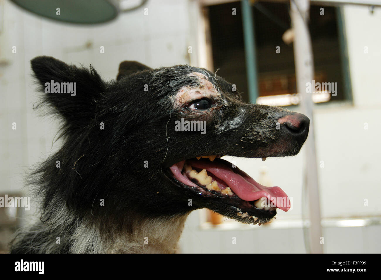 Dog treated for wounds at Parel Animal Hospital known as Bai Sakarbai  Dinshaw Petit veterinary hospital Mumbai Stock Photo - Alamy