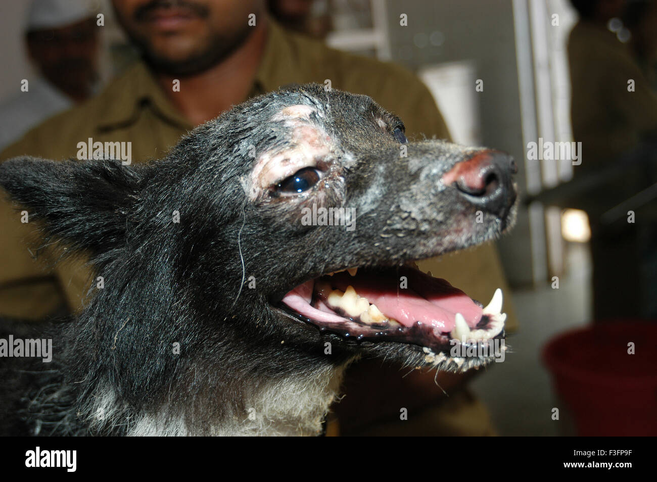 Dog treated for wounds at Parel Animal Hospital known as Bai Sakarbai  Dinshaw Petit veterinary hospital ; Bombay Mumbai Stock Photo - Alamy
