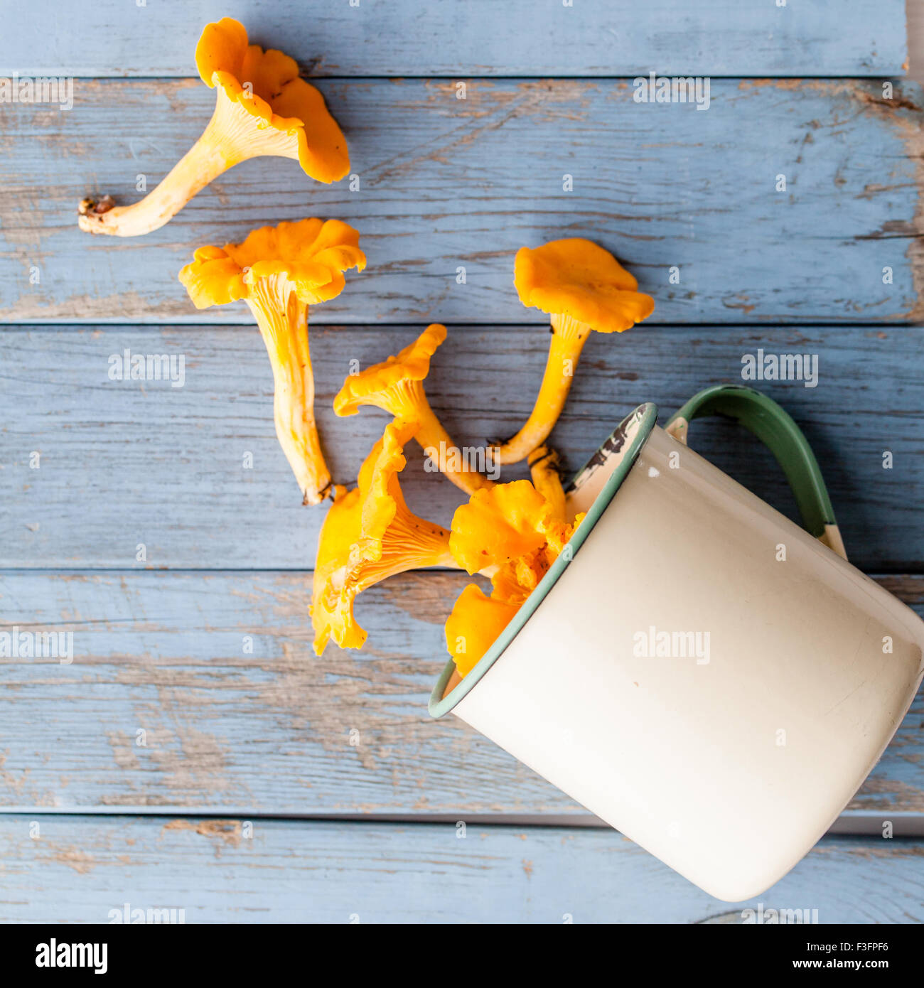 chanterelles on blue wooden background Stock Photo