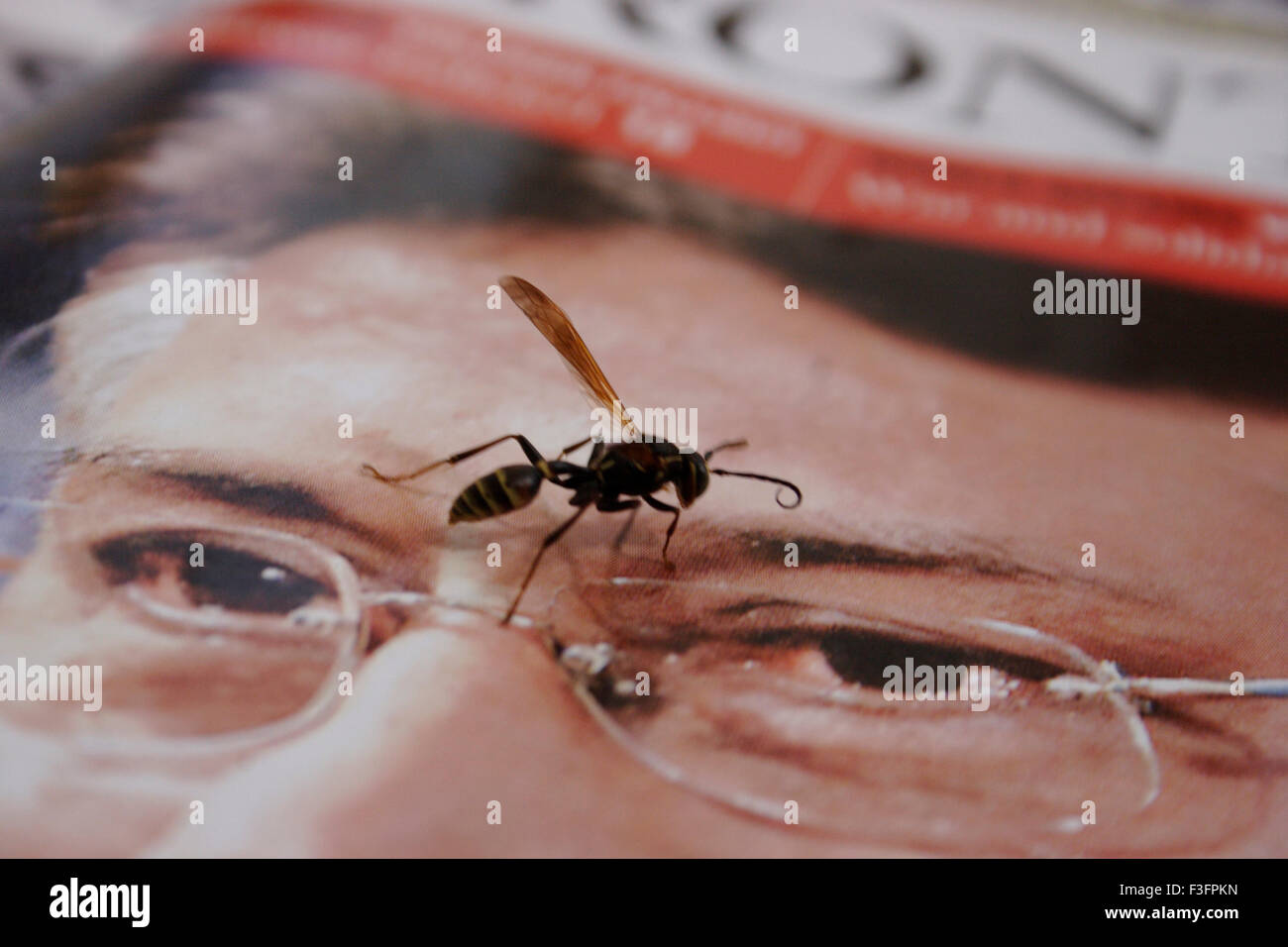 Wasp insect sitting on picture of President Pervez Musharraf of Pakistan Stock Photo