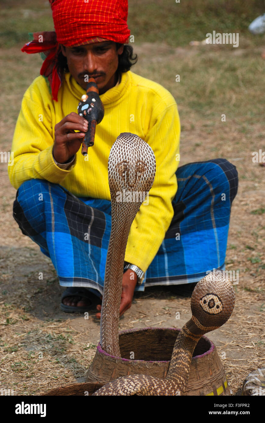 Snake charmer playing pungi in front of snakes Stock Photo