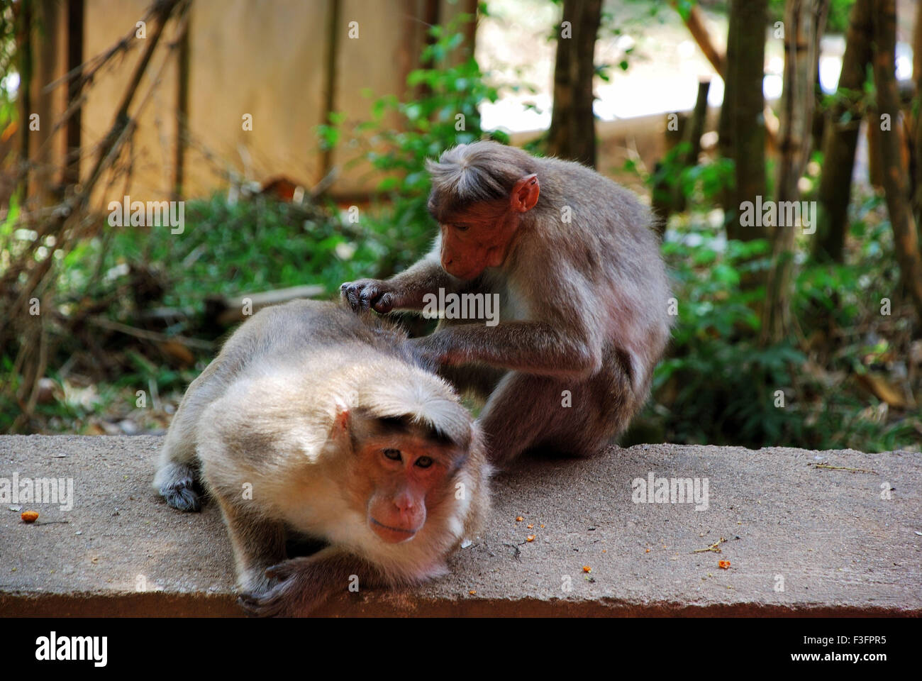 Monkey finding lice hires stock photography and images Alamy