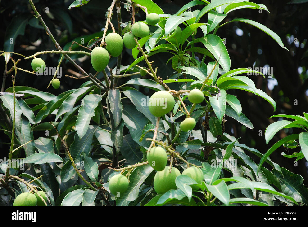 Mango garden ; Murshidabad ; West Bengal ; India Stock Photo Alamy
