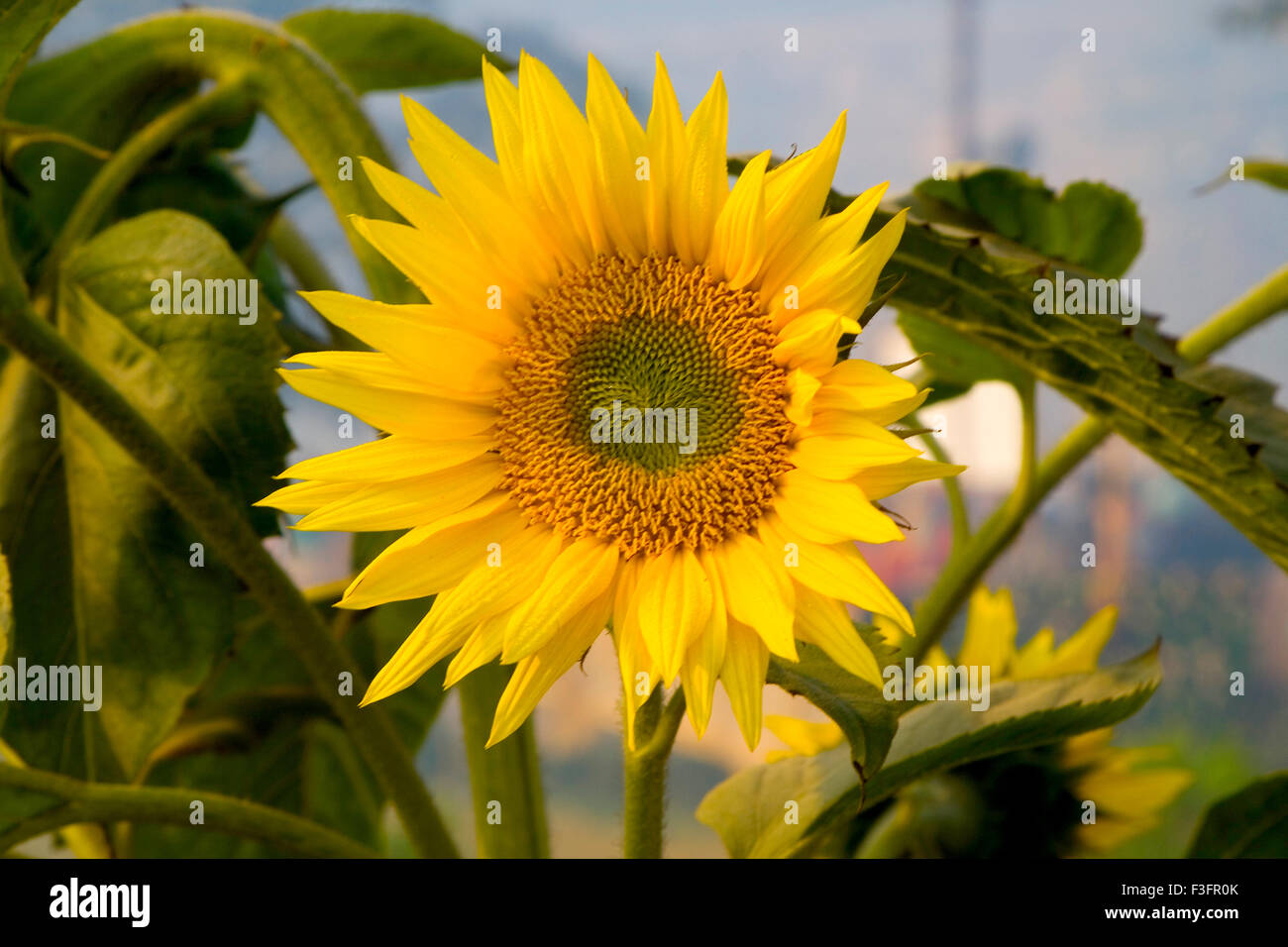Sunflower crop , india , asia Stock Photo Alamy