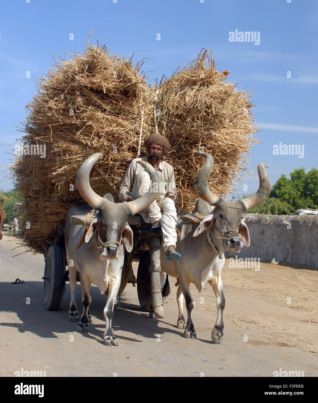 Ox cart transportation india hires stock photography and images Alamy