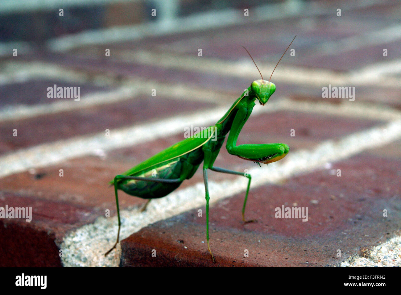 Insects ; Mantis feeding called Pest Controller or Green Friend Stock Photo
