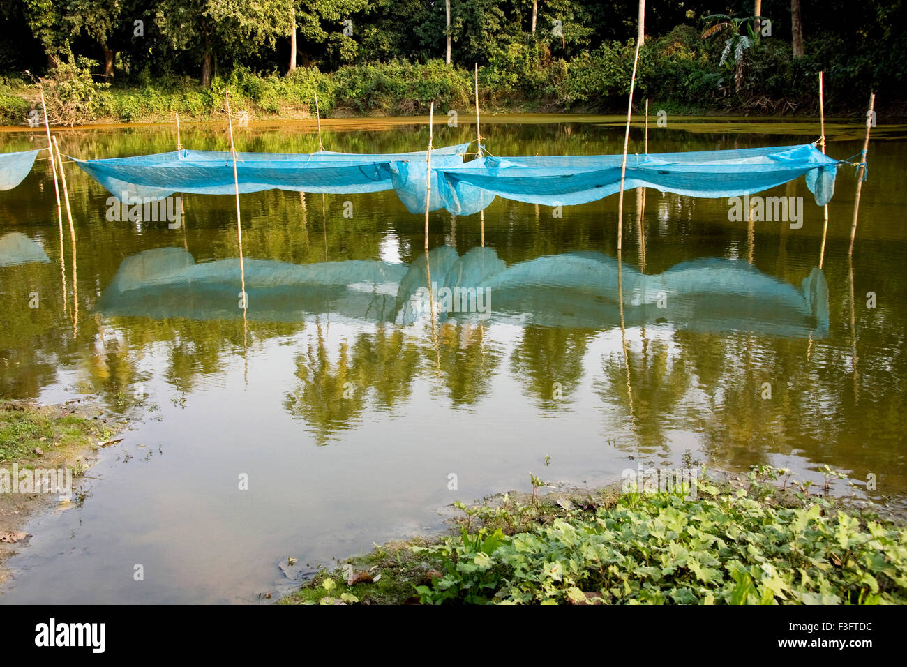 Net is set in the pond to separate the fish which are being cultivated ; West Bengal ; India Stock Photo