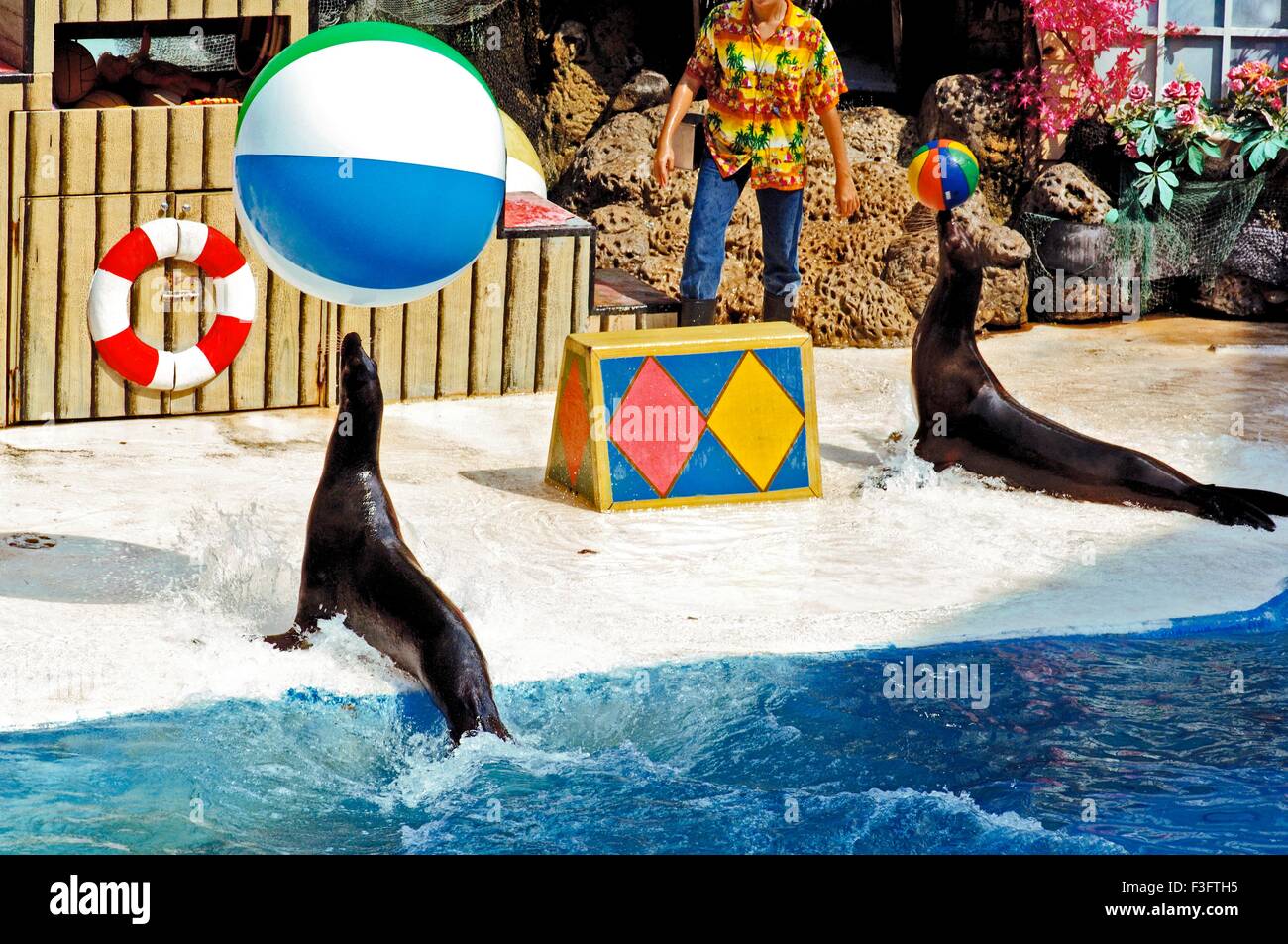 Two sea lion playing wit balls at dolphin show Safari world Bangkok ; Thailand ; South East Asia Stock Photo