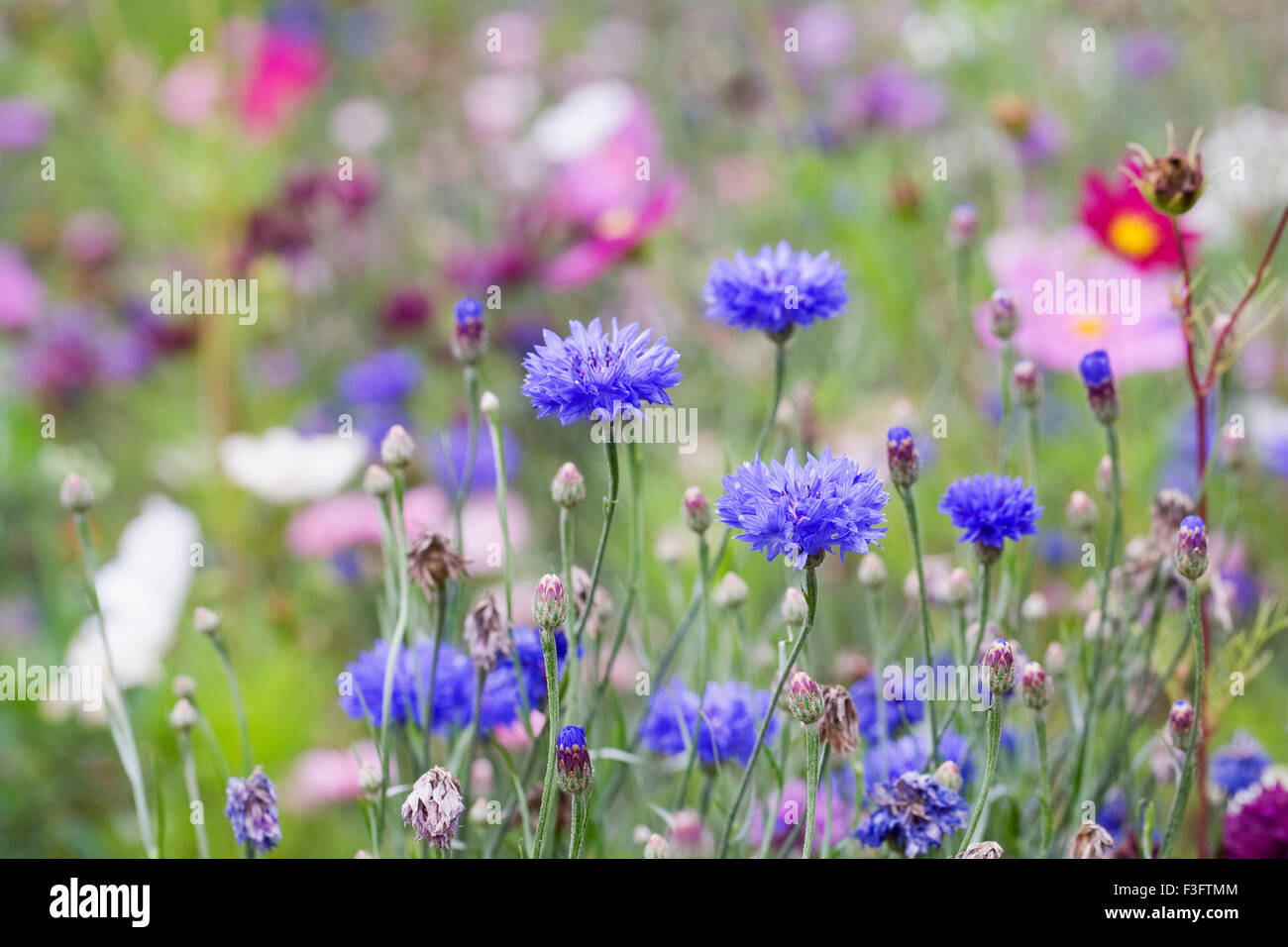 Cornflowers in a wildflower meadow at the end of Summer. Stock Photo