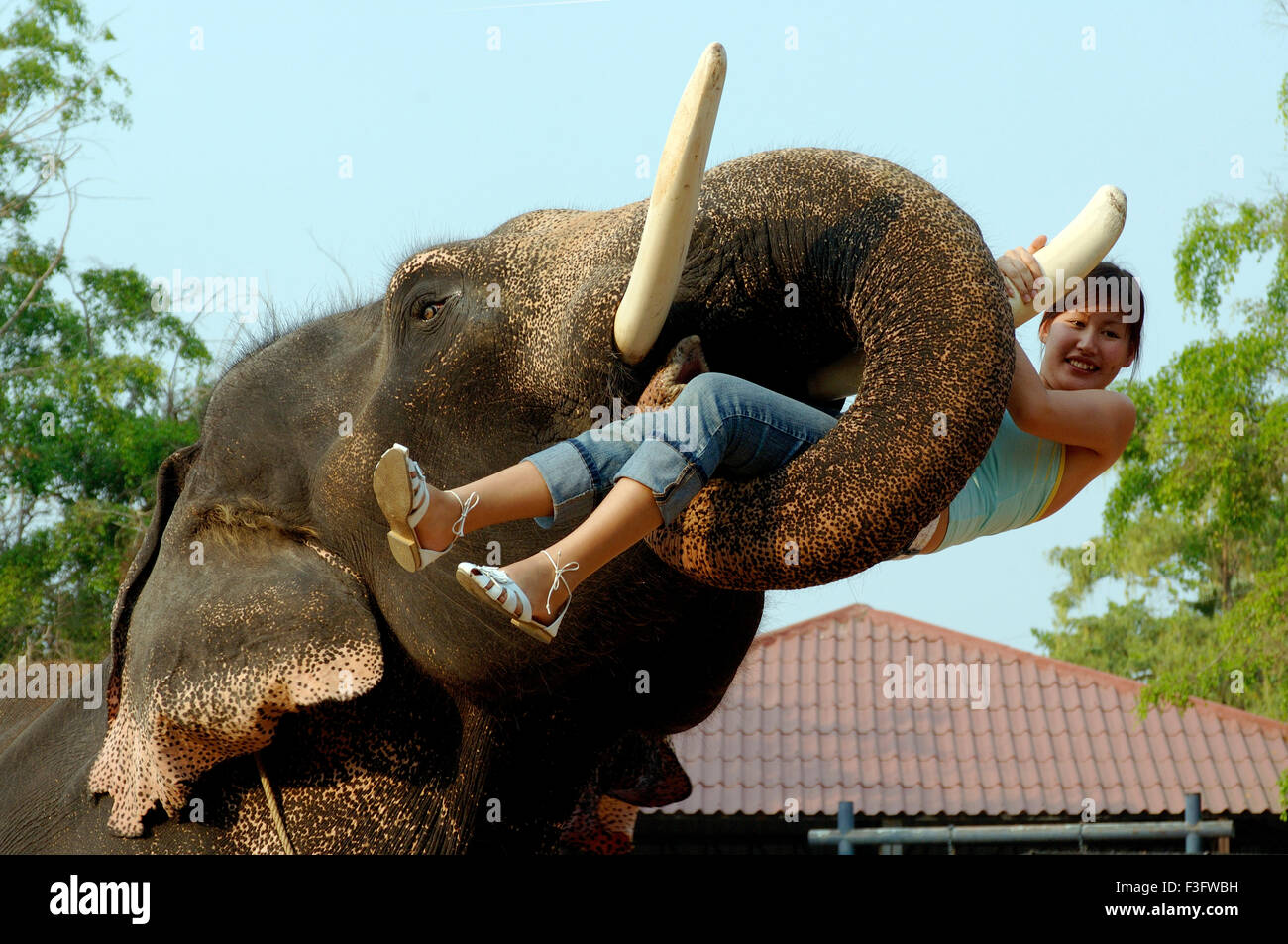 Elephant Tusker (Elephas maximums) with Tourist Elephant Show close
