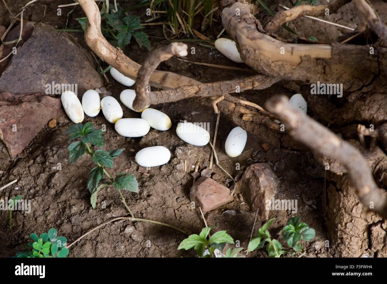 Reptiles ; Egg of rat snake in Bhopal zoo ; Madhya Pradesh ; India