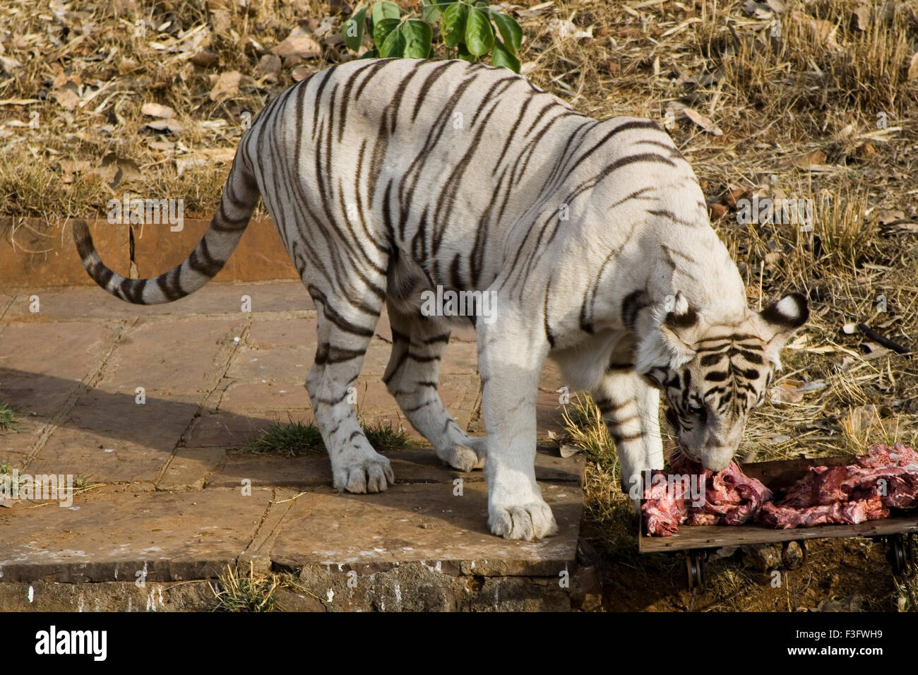 White tiger eating meet at Bhopal zoo ; Madhya Pradesh ; India Stock Photo