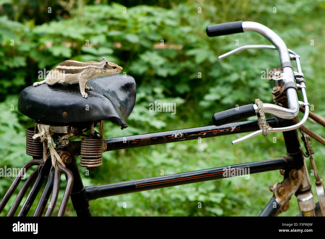 Squirrel riding bicycle ; India ; asia Stock Photo - Alamy