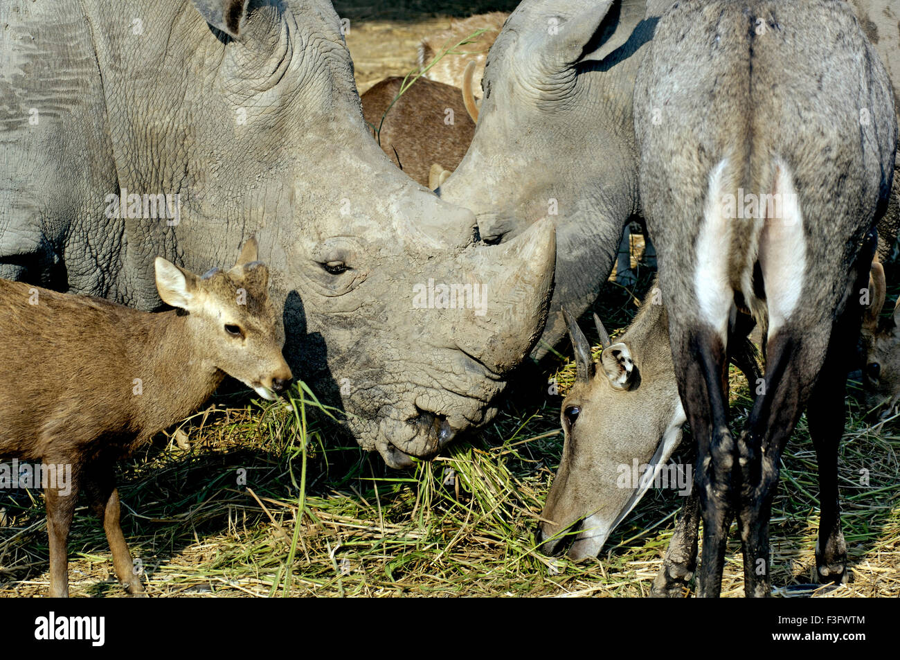 Rhinoceros One horned (Rhinoceros unicornis) and deer grazing grass Safari world Bangkok ; Thailand ; South East Asia Stock Photo