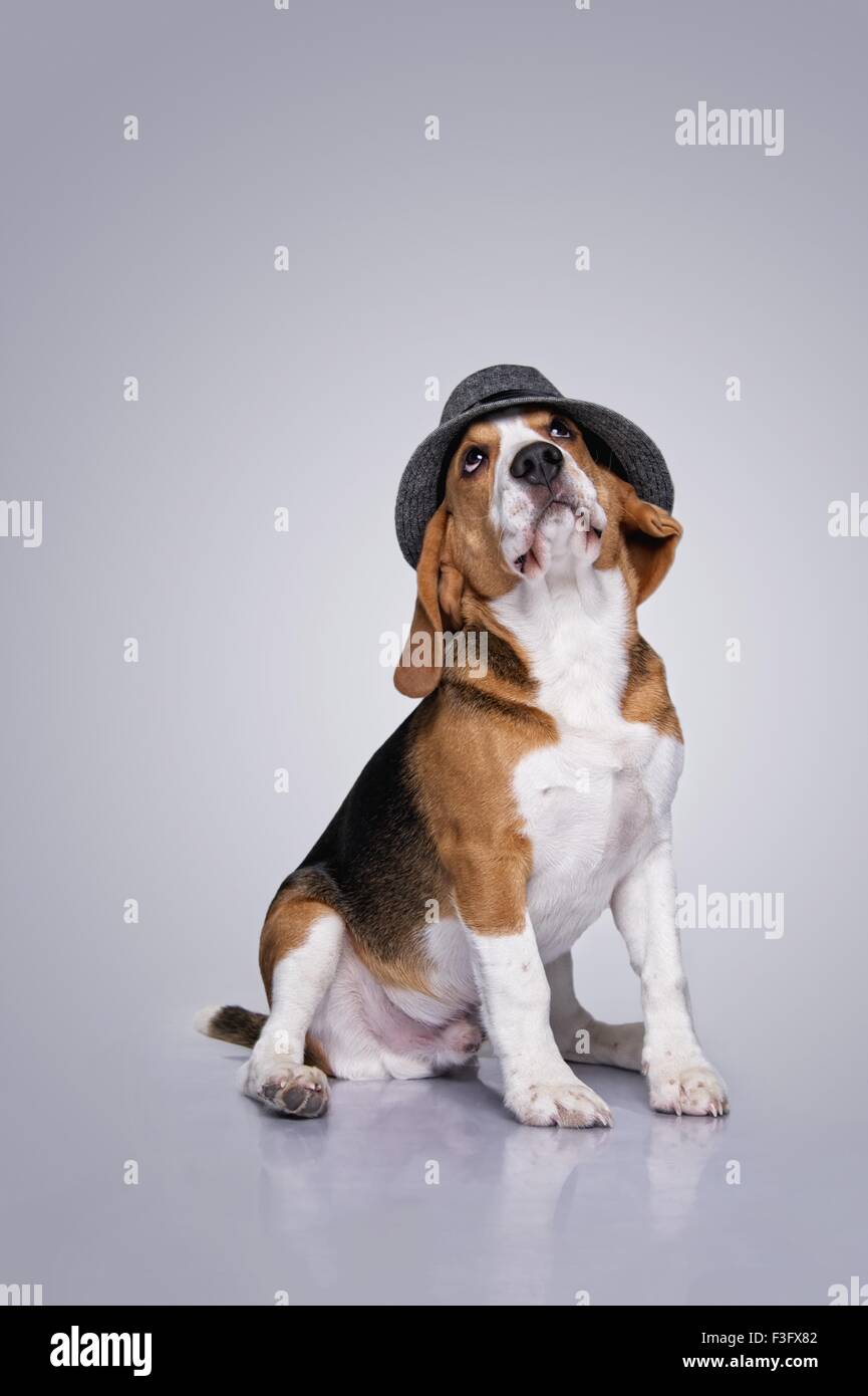 Beagle hat clearance