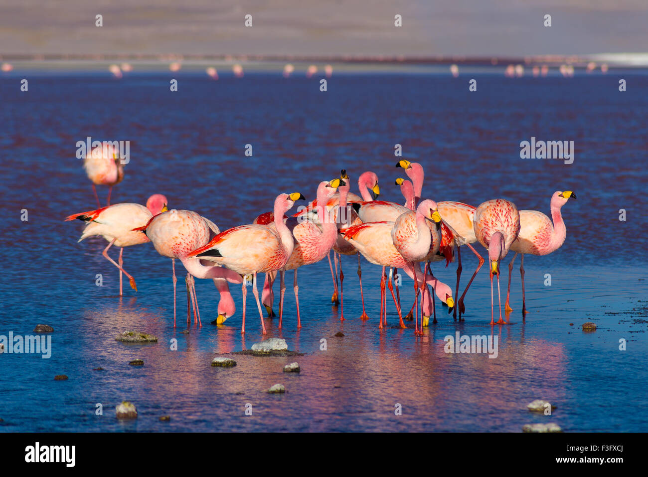 Group of pink flamingos in the colorful water of 'Laguna Colorada' (Multicolored Salty Lake), among the most important travel de Stock Photo