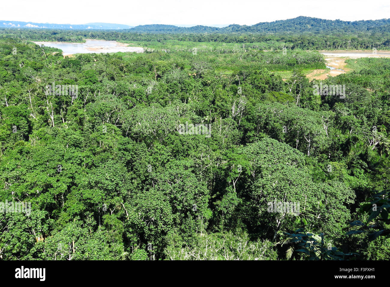 Amazon forest in the Madidi National Park, Bolivia Stock Photo Alamy