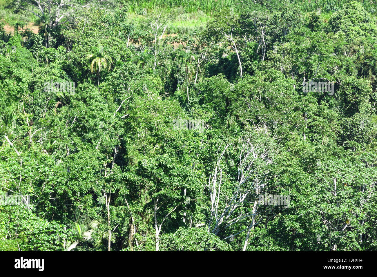 Ecuador amazon deforestation hires stock photography and images Alamy
