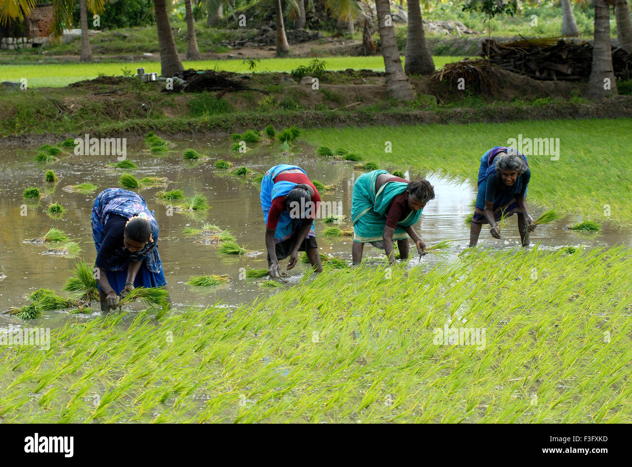Women labourer working in field ; Tamil Nadu ; India Stock Photo Alamy