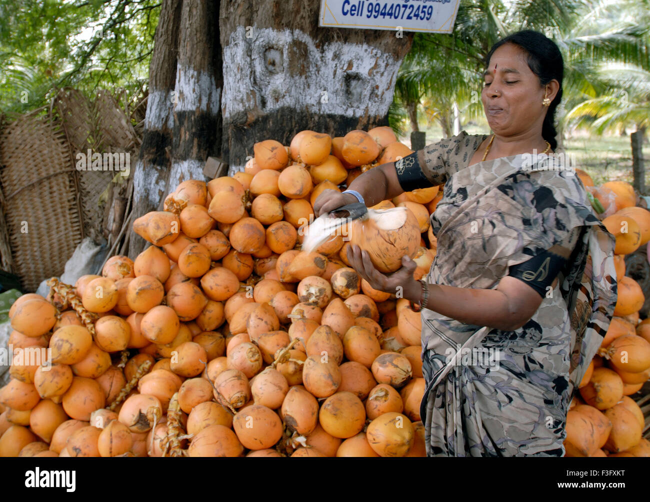 Woman selling coconut water , Tamil Nadu , India , Asia Stock Photo Alamy