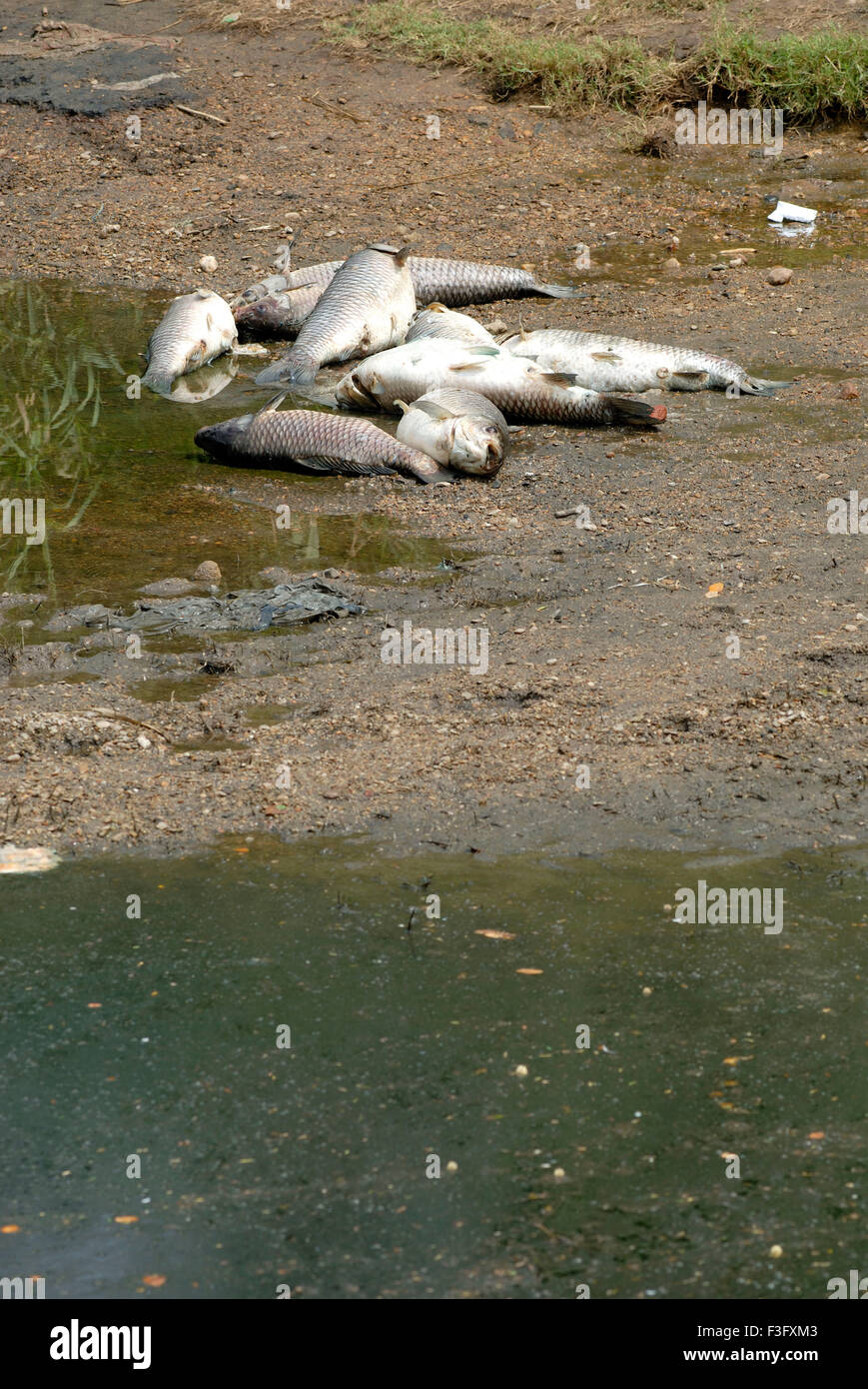 Dead fish on bank of river Noyyal ; Coimbatore ; Tamil Nadu ; India Stock Photo