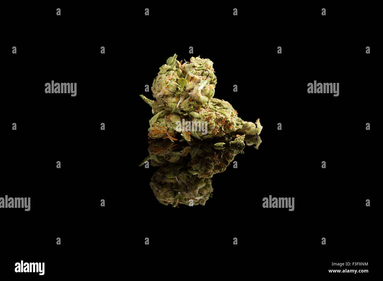 Marijuana Bud On Black Background In Man S Hand Macro Hemp Blooming Flower With Green Purple And Yellow Leaves Female Cannabis Branch With Floweri Stock Photo Alamy