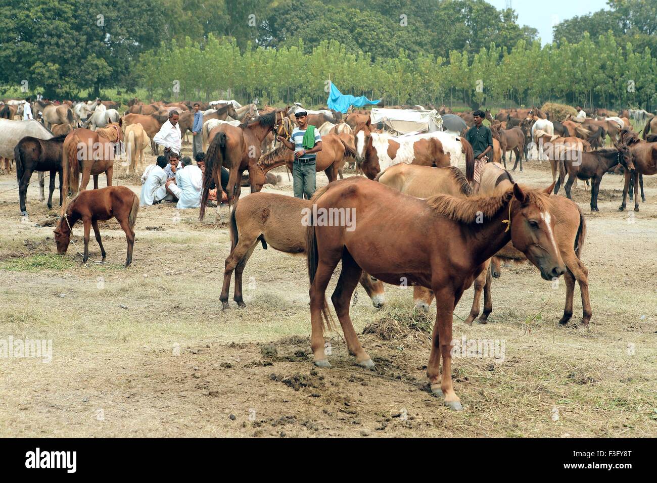 Horse fair mela at village Nanota ; District Sarahanpur ; Uttar Pradesh ; India Stock Photo