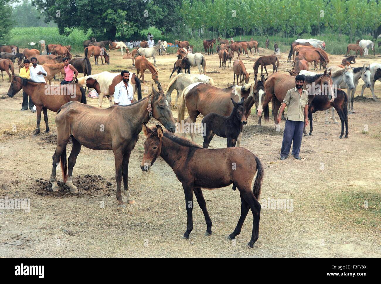 Horse fair mela at village Nanota ; District Sarahanpur ; Uttar Pradesh ; India Stock Photo