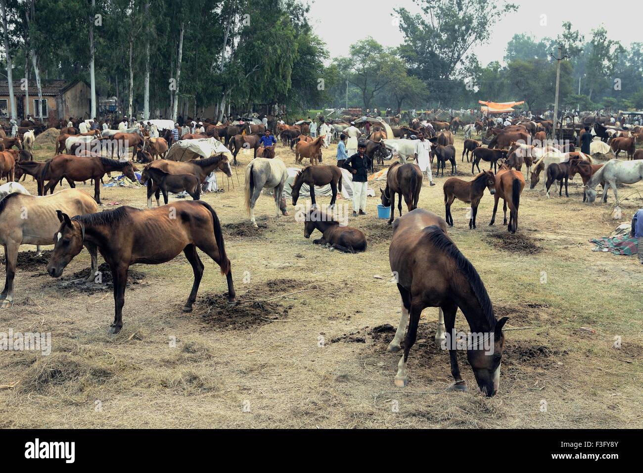 Horse fair mela at village Nanota ; District Sarahanpur ; Uttar Pradesh ; India Stock Photo