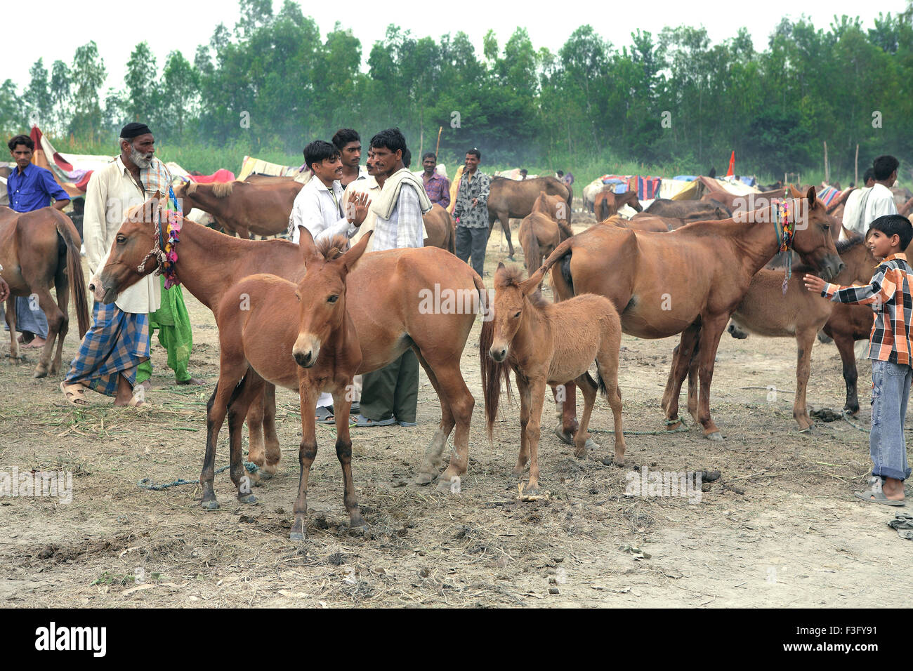 Horse fair mela at village Nanota ; District Sarahanpur ; Uttar Pradesh ; India Stock Photo