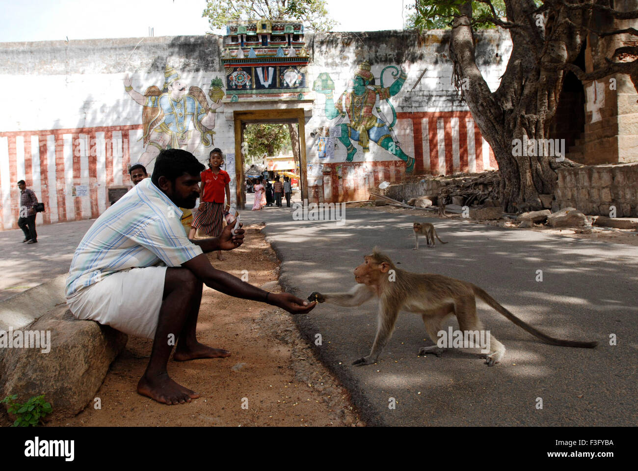 Feeding temple monkey, Kallazhagar Temple, Alagar kovil, Azhagar kovil, Madurai, Tamil Nadu, India, Asia Stock Photo