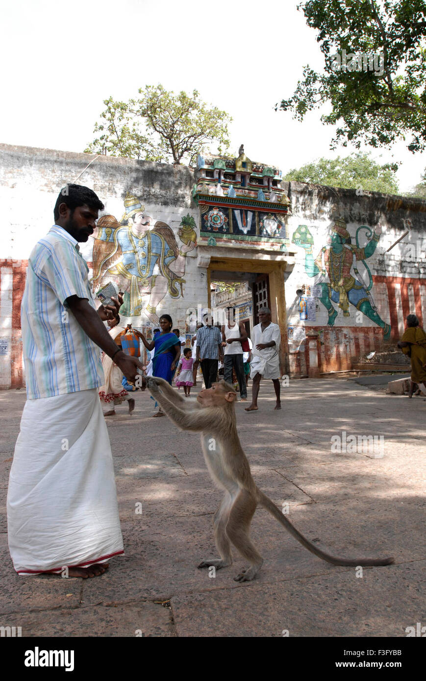 Feeding temple monkey, Kallazhagar Temple, Alagar kovil, Azhagar kovil, Madurai, Tamil Nadu, India, Asia Stock Photo