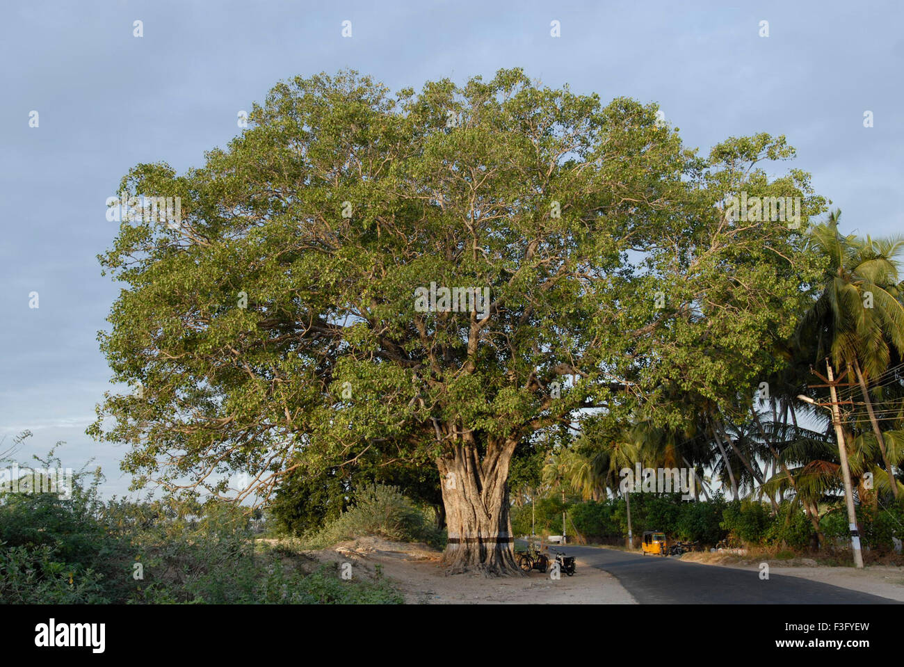 27+ Peepal Tree In English Word Gif