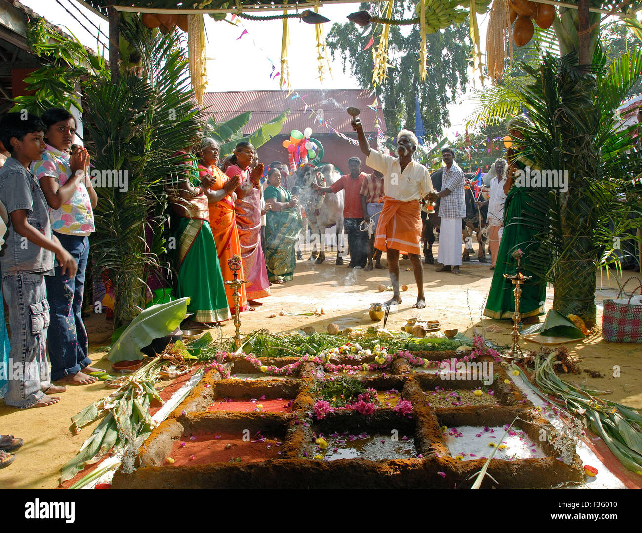 Pongal Harvest Festival pongal-harvest-festival