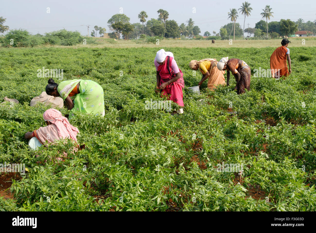 Capsicum Annuum India High Resolution Stock Photography and Images - Alamy