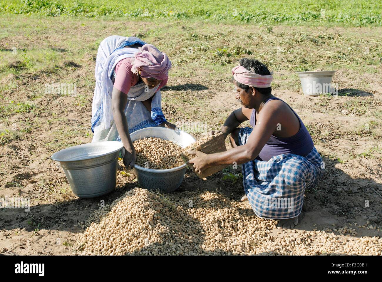 Groundnut harvesting near Vadalur ; Tamil Nadu ; India Stock Photo Alamy