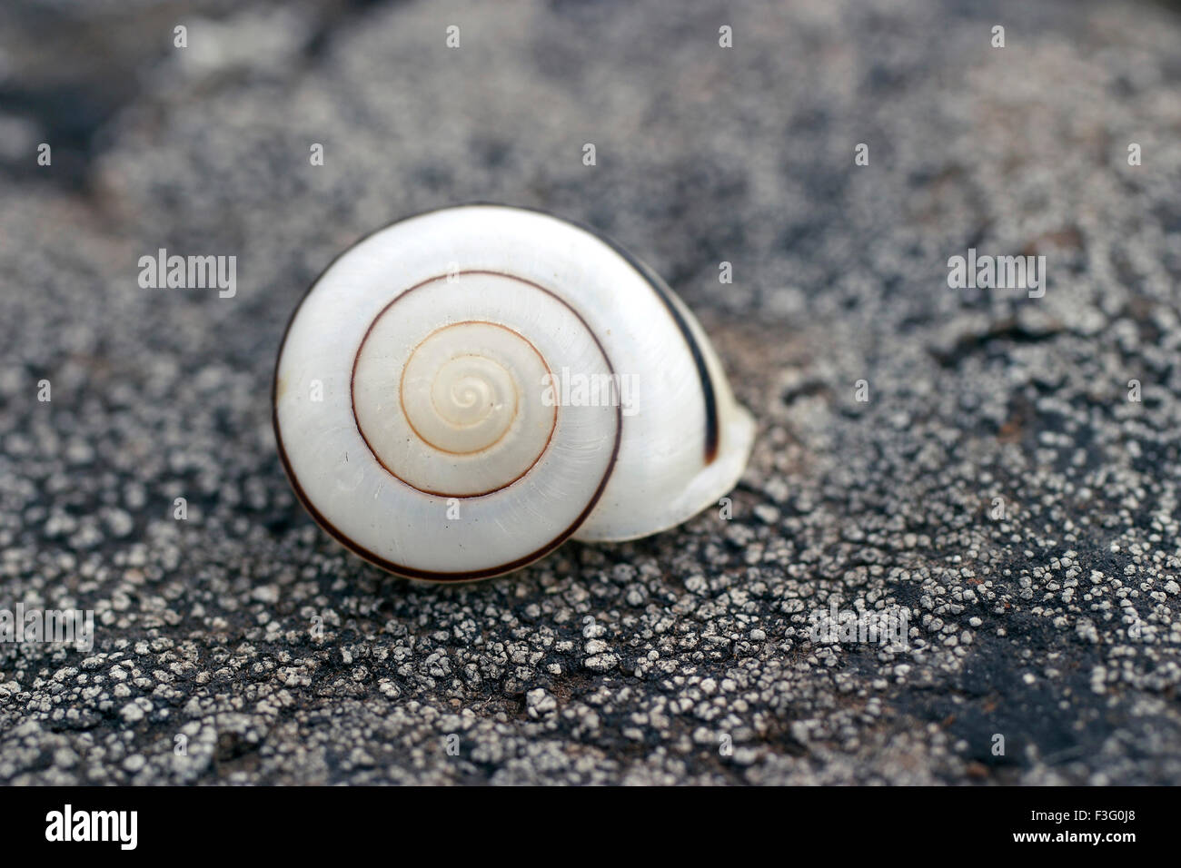 Snail , shelled gastropod , land snails, terrestrial pulmonate