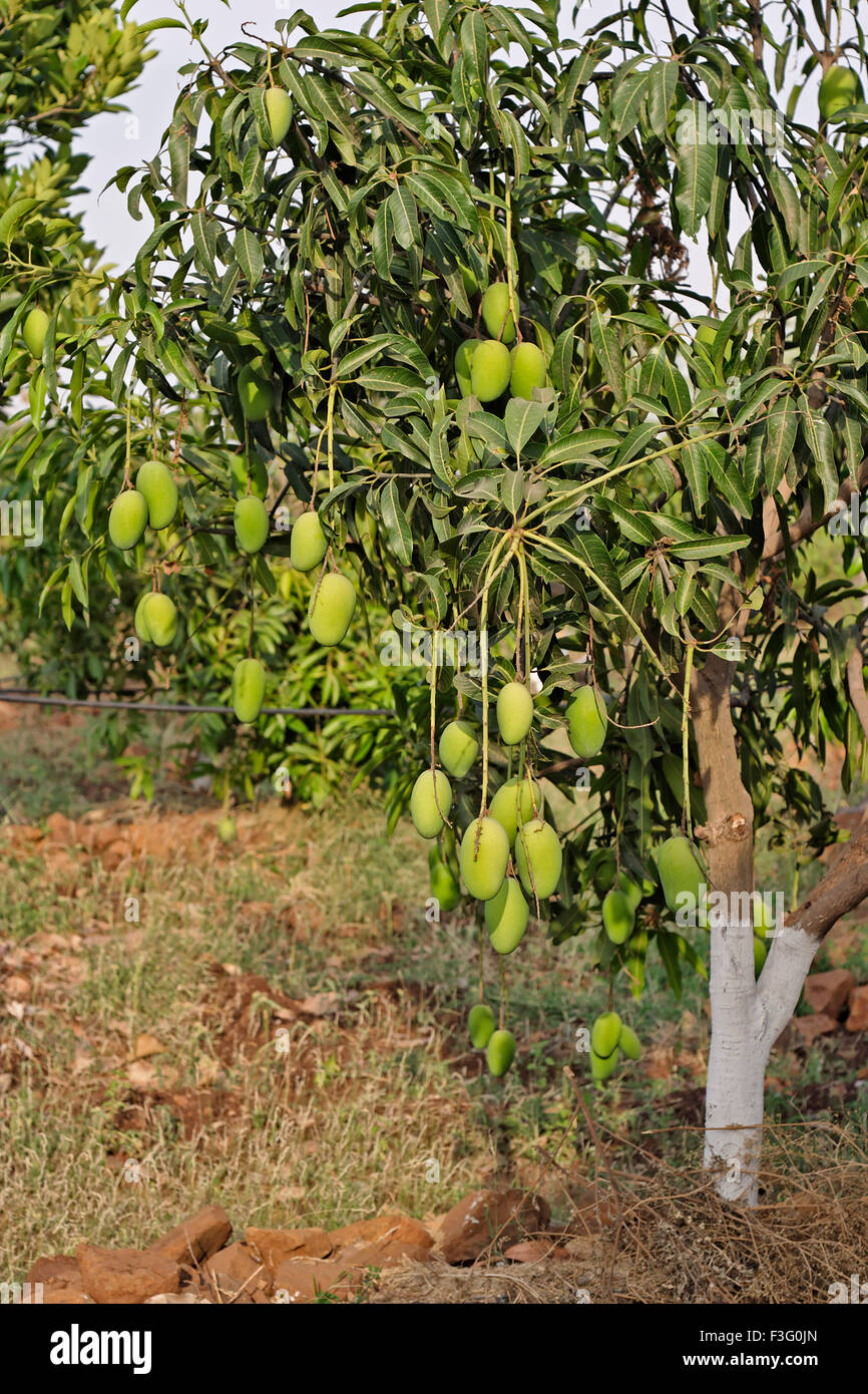 Mango tree ; Mangifera indica ; India ; Asia Stock Photo