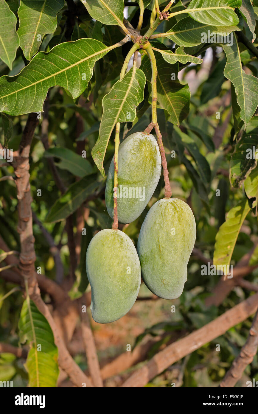 Mango cultivation hires stock photography and images Alamy