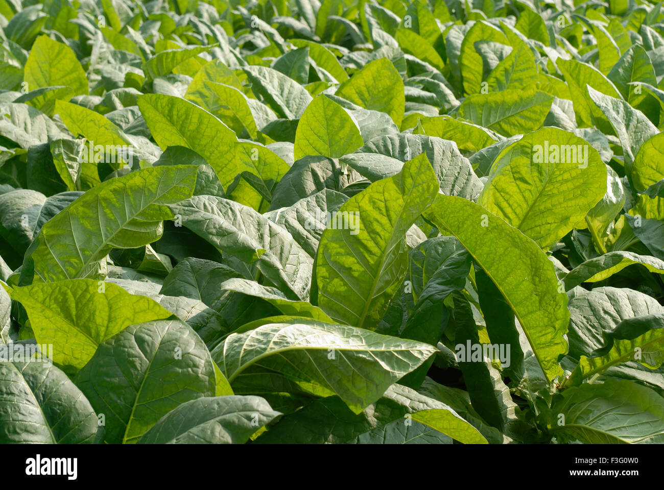 Vegetables farming ; Tamil Nadu ; India Stock Photo Alamy