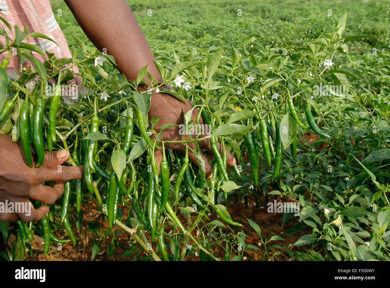 Green Chilli Farm in Oddanchatram Ottanchathiram Tamil Nadu India Stock