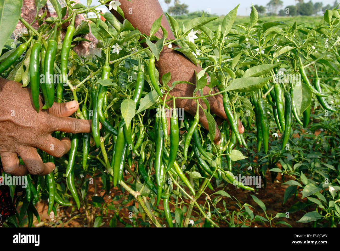 Green Chilli Farm in Oddanchatram Ottanchathiram Tamil Nadu India Stock