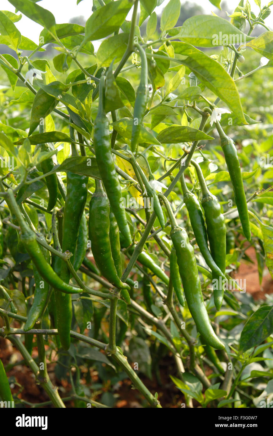 Green Chilli Farm in Oddanchatram Ottanchathiram Tamil Nadu India Stock