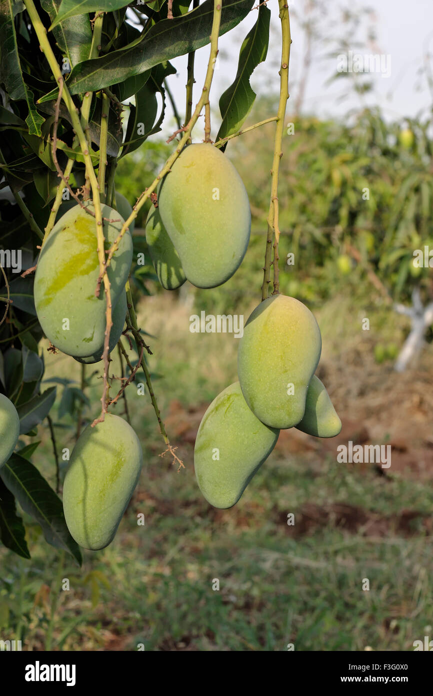 Mango tree ; Mangifera indica ; India ; Asia Stock Photo Alamy