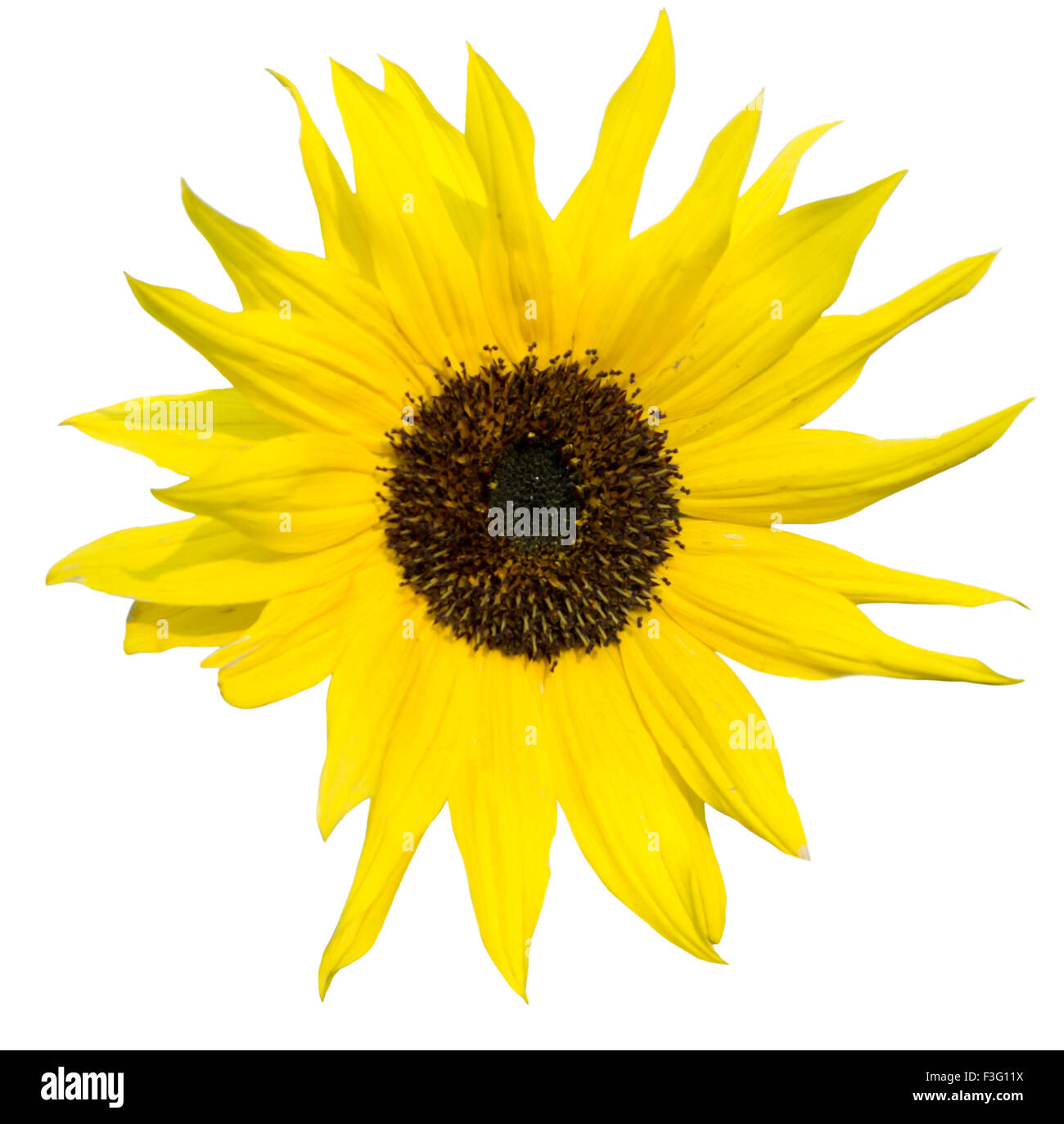 sunflower isolated on white background Stock Photo - Alamy