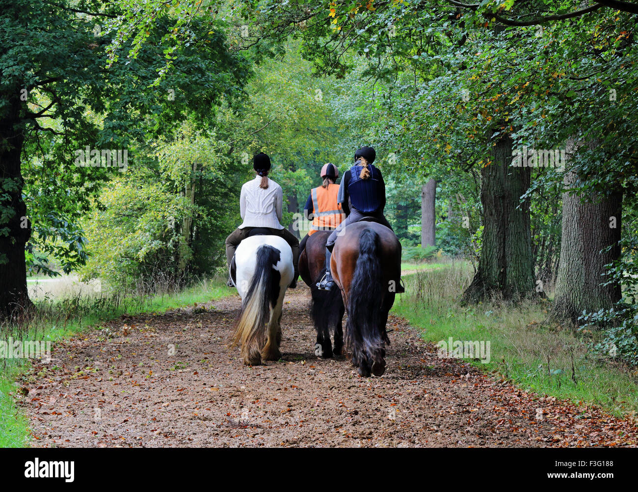 Female horse riders on an english woodland track Stock Photo