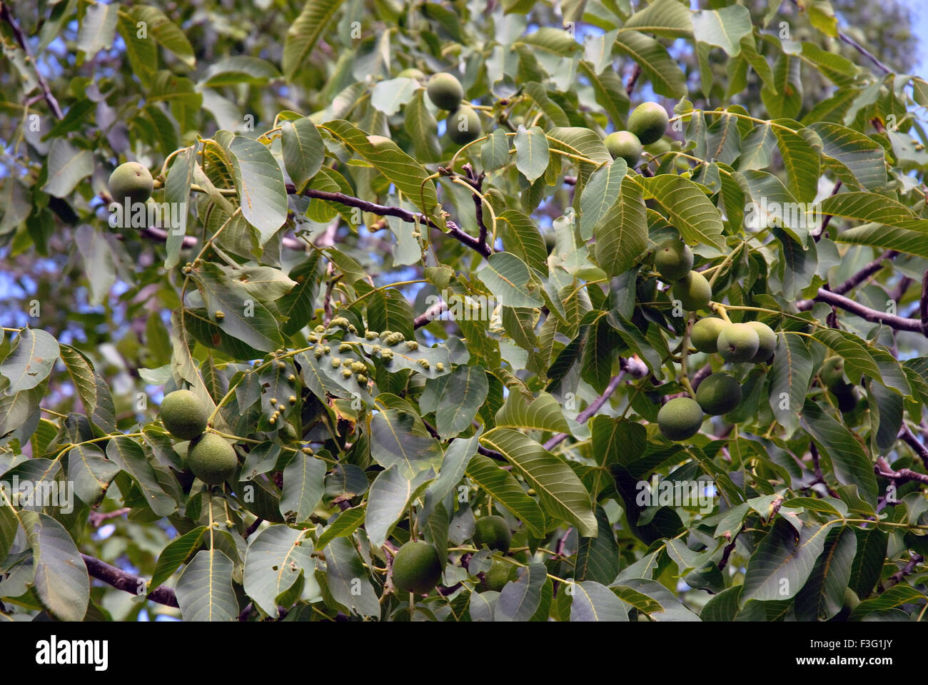 Walnut growing on tree Stock Photo Alamy