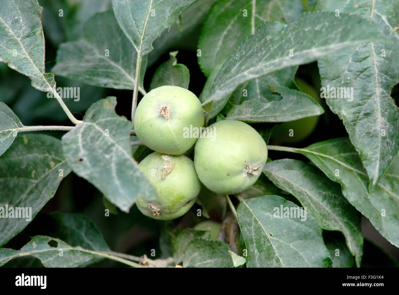 Walnut growing on tree Stock Photo Alamy