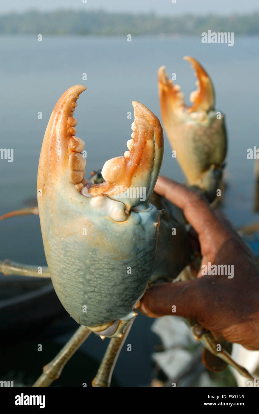 Giant size crab ; Cherai backwater ; Kerala ; India Stock Photo