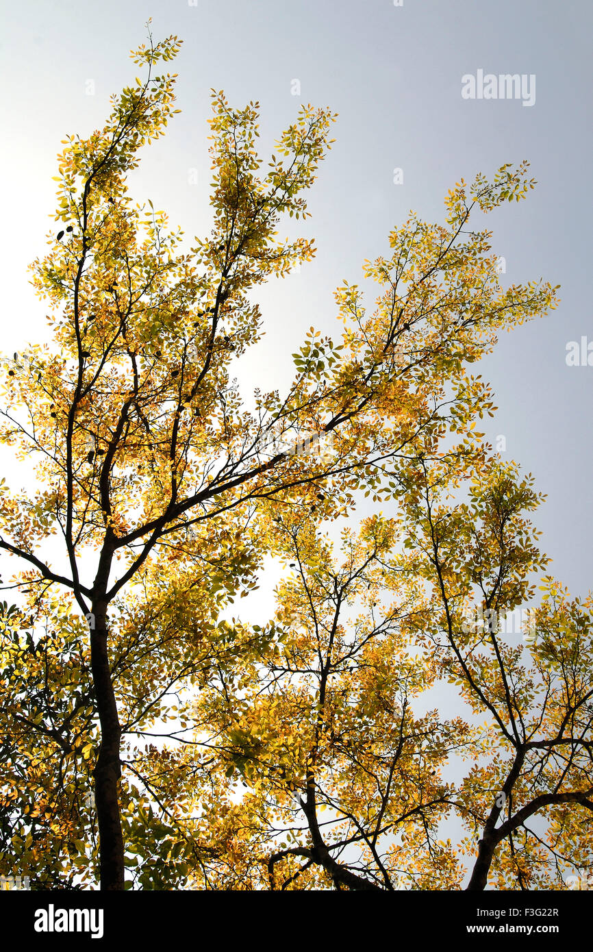 Flowering tree, Kerala, India, Asia Stock Photo Alamy